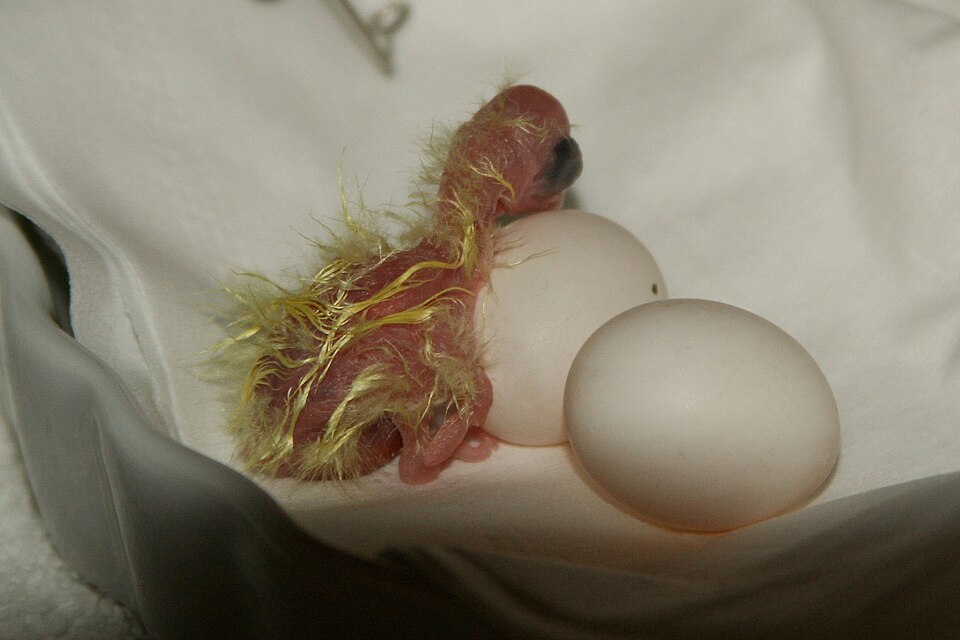 File:Cockatiel (Nymphicus hollandicus) - Day 1 - Minutes after Hatching.jpg