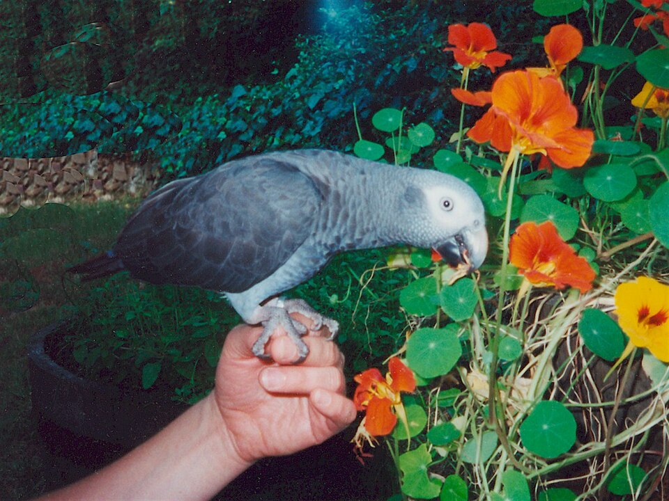 File:Luna a Timneh African Gray Parrot eating Nasturtiums.jpg