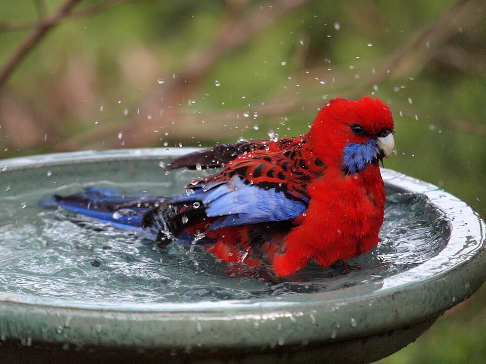 File:Platycercus elegans -Canberra, Australia -bird bath-8.jpg